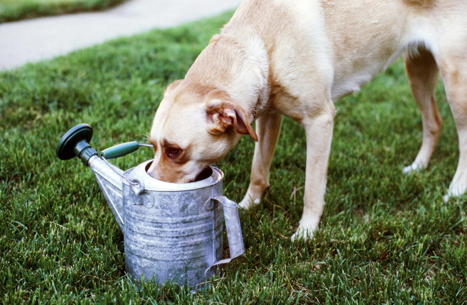 Perro mostrando signos de deshidratación