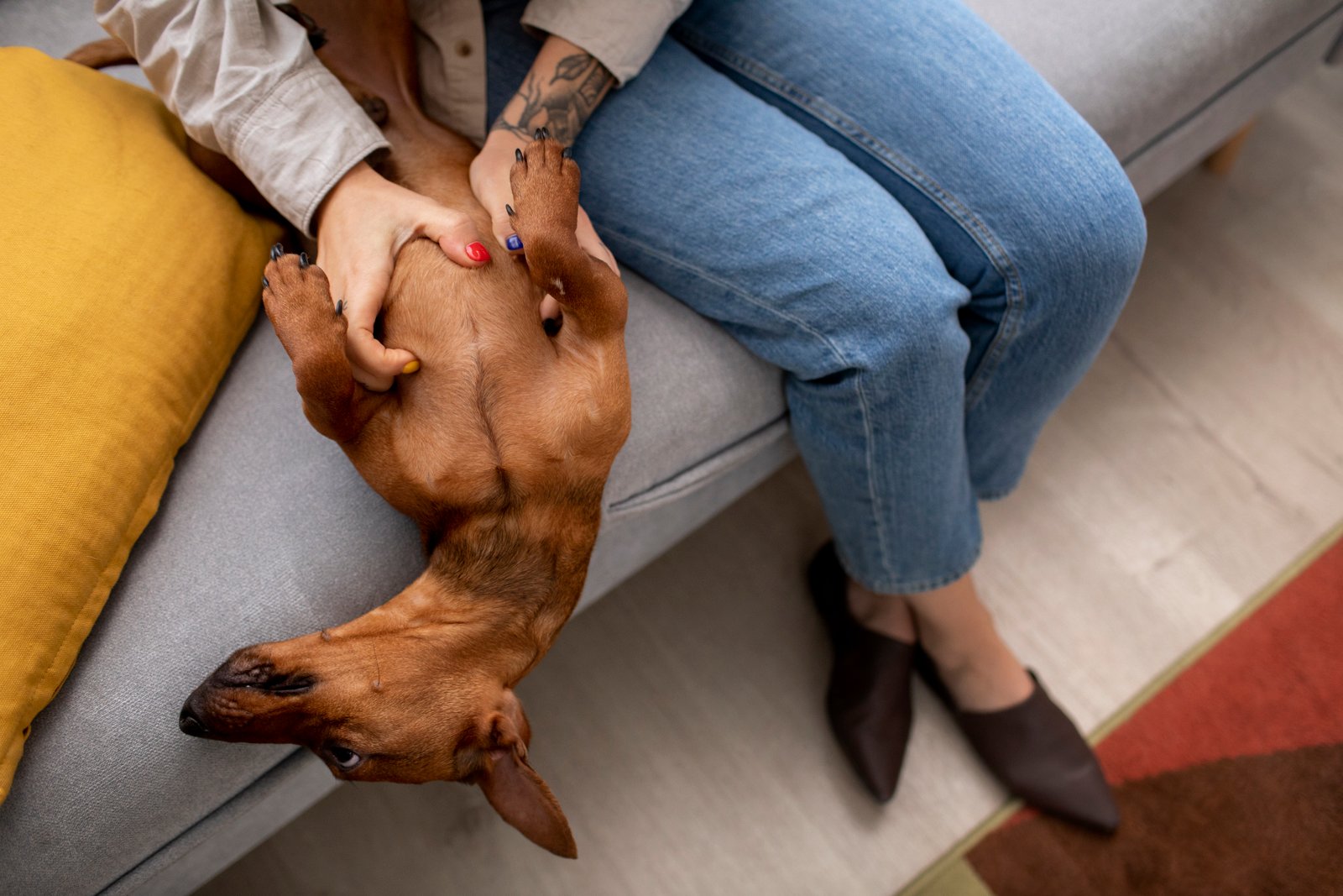 Cachorro socializando con una familia en un ambiente controlado